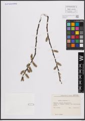 Foto von Salix cinerea L.